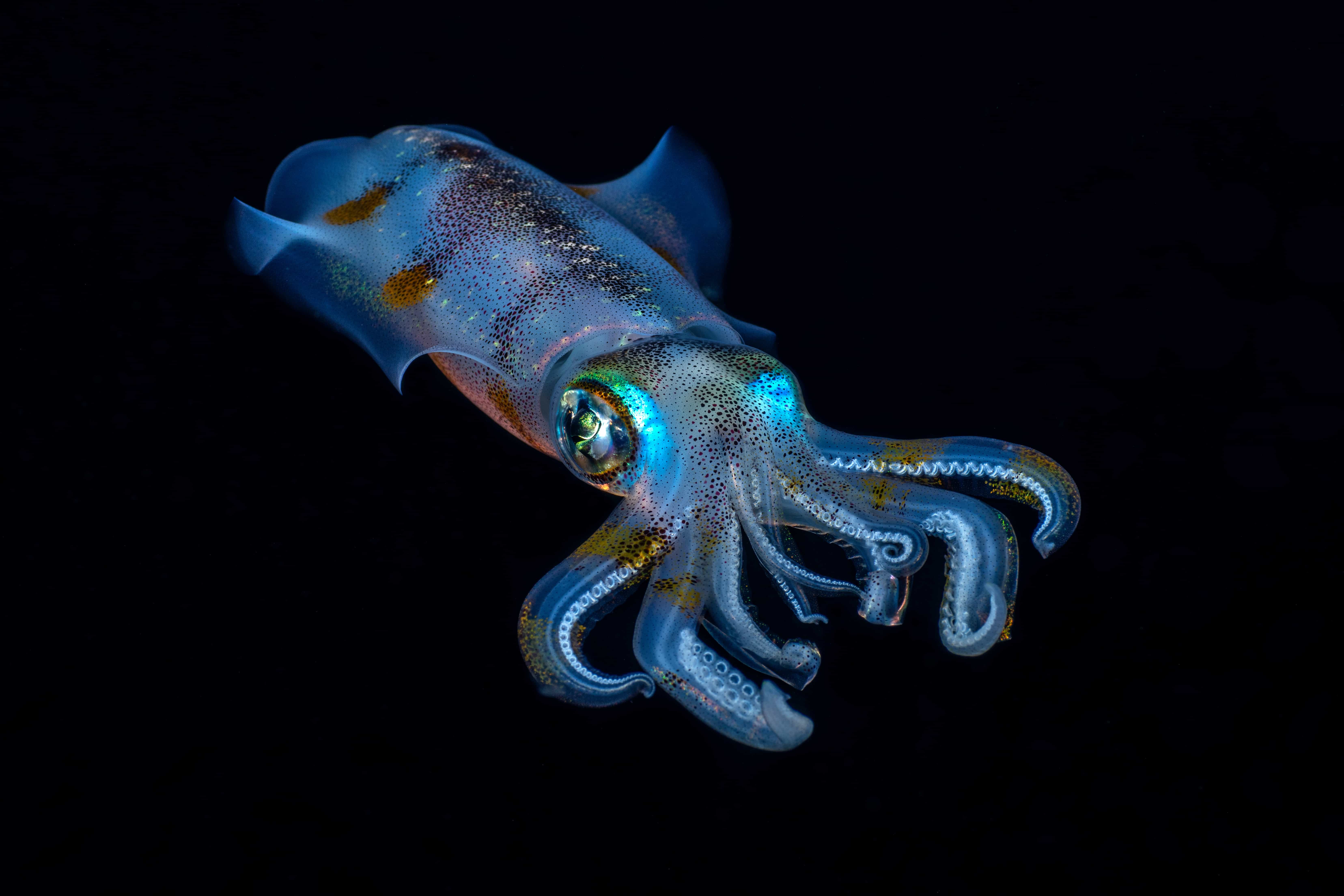 Experience The Magic Night Diving Adventures In Bonaire Hotel Gojo 